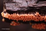 Arcyria ferruginea - Roodstelig Netwatje 6.JPG