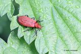 Pyrochroa serraticornis - Roodkopvuurkever 2.JPG