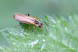 Cantharis decipiens.JPG