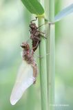 Libellula fulva - Bruine Korenbout 11.JPG