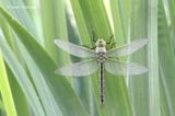 Anax imperator - Grote Keizerlibel 4.JPG