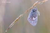 Coenonympha pamphilus - Hooibeestje 1.JPG