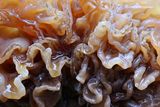 Tremella foliacea - Bruine Trilzwam 7.JPG