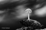 Mycena galopus var. candida - Witte Melksteelmycena 2.JPG