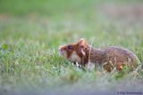 European Hamster