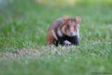 European Hamster