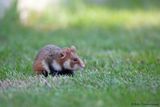 European Hamster