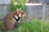 European Hamster