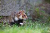 European Hamster