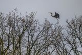 Great Blue Heron_Z928470-Edit-WE.jpg