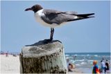 Gull