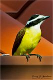 Costa Rican - Kiskadee