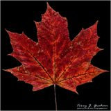 Red Maple Leaf