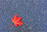 Red Maple Leaf