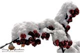 Berries in the snow
