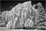 Reading in the Shade of the Willow Tree