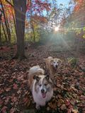 Dogs in Angel Woods