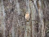 Red Shouldered Hawk