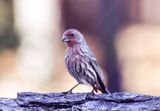 Purple Finch