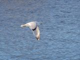 Ring-Billed Gull