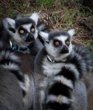 Lemurs