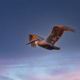 Brown Pelican