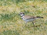 Killdeer