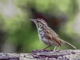 Carolina Wren