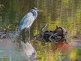 Great Blue Heron and Friends