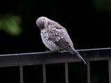 Juvenile Female