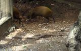 An agouti from the rodent family was running around at either AJs or Archs!