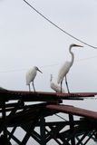 I loved all the birds at the shipyard and fish market