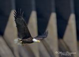 Bald Eagle with Fish 50187