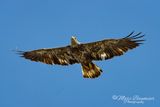 Juvenile Bald Eagle 52277