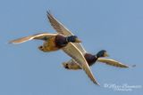 Mallards 52534