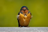 Barn Swallow 52721