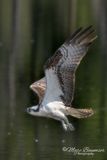 Osprey 52775