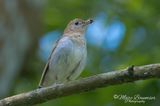 Veery 53004