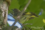 Redstart (Female) 53047