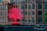 Old Tree On The High Line 1300338