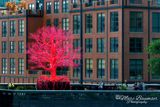 Old Tree On The High Line 1300338