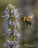 Buzz Off 67974