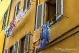  Florence 61886