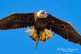 Bald Eagle 66809