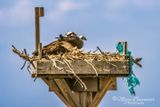 Osprey In Their Nest 67119