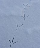 Blue Heron tracks on our pond