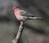 House Finch