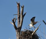 Osprey returning to the nest