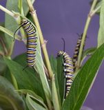 First Monarchs of the Year
