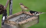 Two male and one female Rose Breasted Grosbeaks